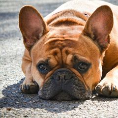 A French bulldog