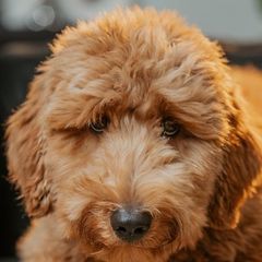 A goldendoodle