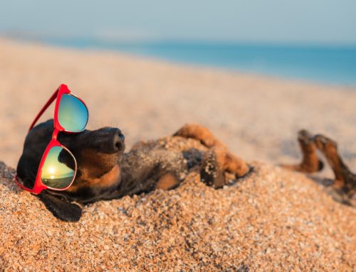 7 Heat Safety Tips for Pet Owners