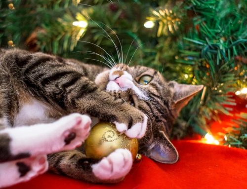 Holiday Safety: 4 Gifts Your Pet Does Not Want
