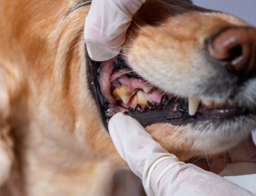 10 Potential Consequences of Pet Periodontal Disease