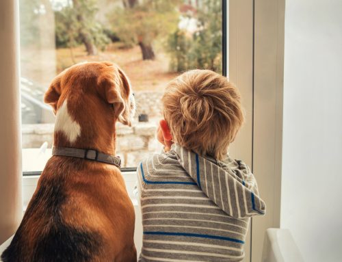 Kids and Pets: Safety Tips