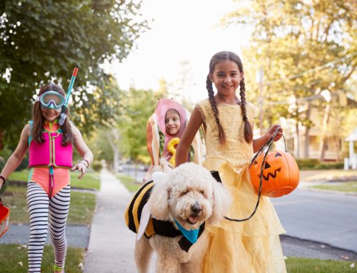Halloween Pet Safety DO’s and DON’Ts