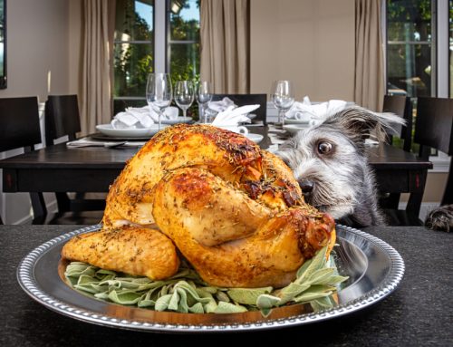 8 Thanksgiving Pet-Safety Tips
