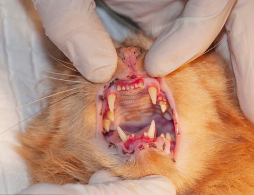 Understanding Feline Tooth Resorption: Causes, Symptoms, and Treatment