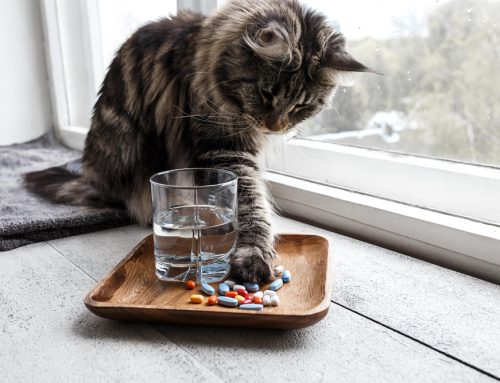 Pill Perils: Human Medications That Can Harm Your Pet
