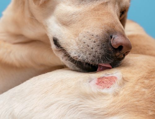 Uncovering the Signs and Causes of Allergies in Pets