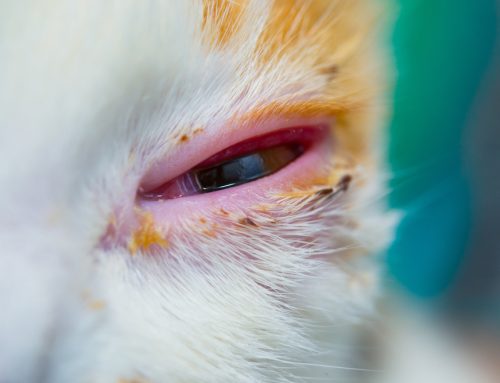 Cat Health 101: Feline Viral Disease FAQs