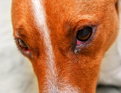 Prioritizing Eye Health: Understanding Common Pet Eye Conditions