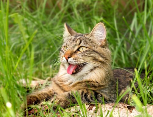 Breathe Easy, Whiskers! Tips and Care for Feline Asthma from Your Friends at Wellness Animal Hospital