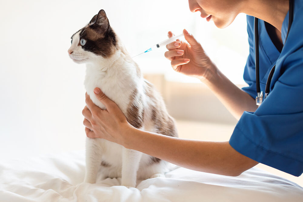 Protecting Your Pet At Every Age The Complete Vaccination Guide Protecting Your Pet At Every Age The Complete Vaccination Guide