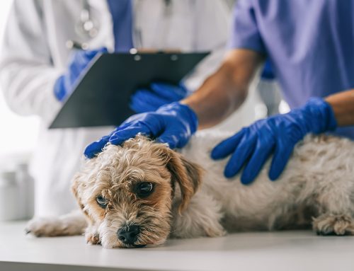 Emergency Physical Exam for Pets: Signs Your Dog or Cat Is in Trouble