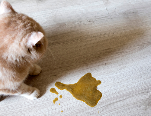 Common Causes of Vomiting in Cats and When to Call the Vet